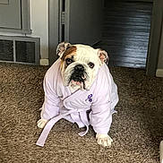 Gracie is registered to the contest to win money with this photo: animal, bathrobe, brown, bulldog, carpet, cozy, cute, dog, door, ears, expression, facing_camera, fur, home, indoor, paws, pet, sitting, vent, white