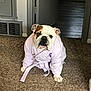 animal, bathrobe, brown, bulldog, carpet, cozy, cute, dog, door, ears, expression, facing_camera, fur, home, indoor, paws, pet, sitting, vent, white