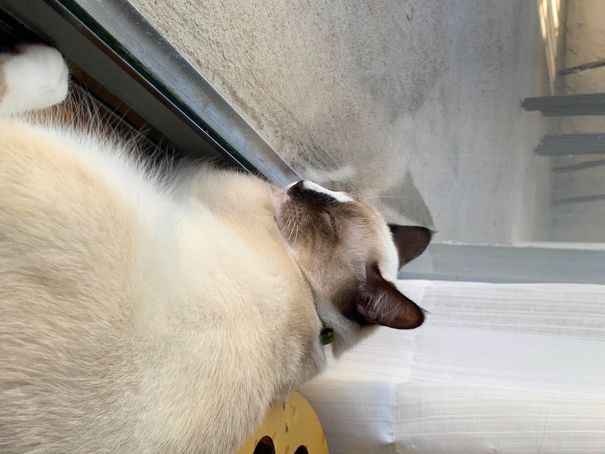 Darwin joined the competition — help win amazing prizes! balinese, birman, carnivore, cat, collar, comfort, companion_dog, dog_breed, fawn, felidae, fur, paw, siamese, small_to_medium_sized_cats, snout, tail, terrestrial_animal, thai, tonkinese, whiskers