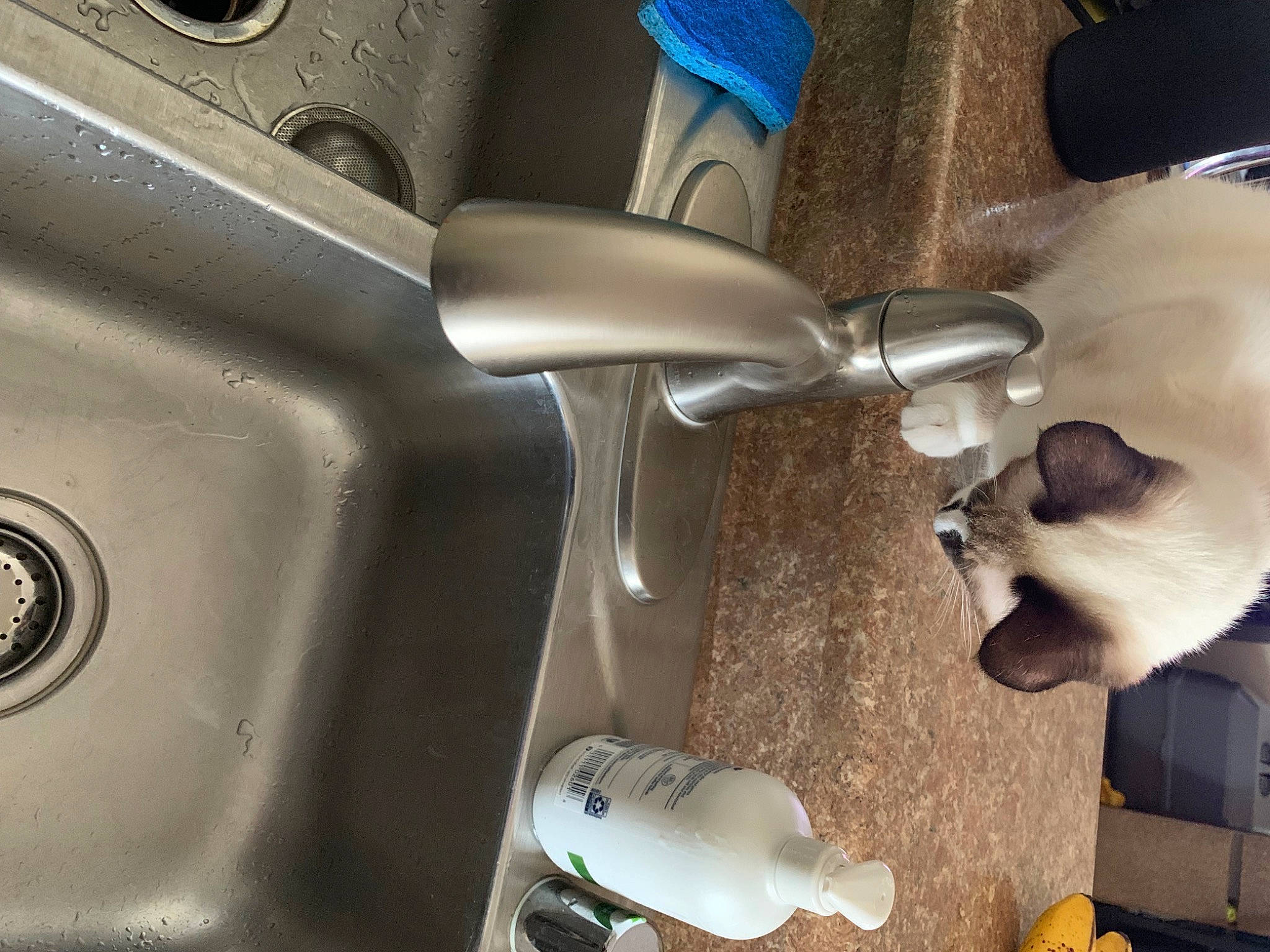 Darwin is registered to the contest to win money with this photo: automotive_design, automotive_exhaust, automotive_exterior, automotive_lighting, automotive_mirror, automotive_tire, bumper, carnivore, cat, fender, fluid, gas, gear_shift, hood, motor_vehicle, personal_luxury_car, siamese, vehicle, vehicle_door, white