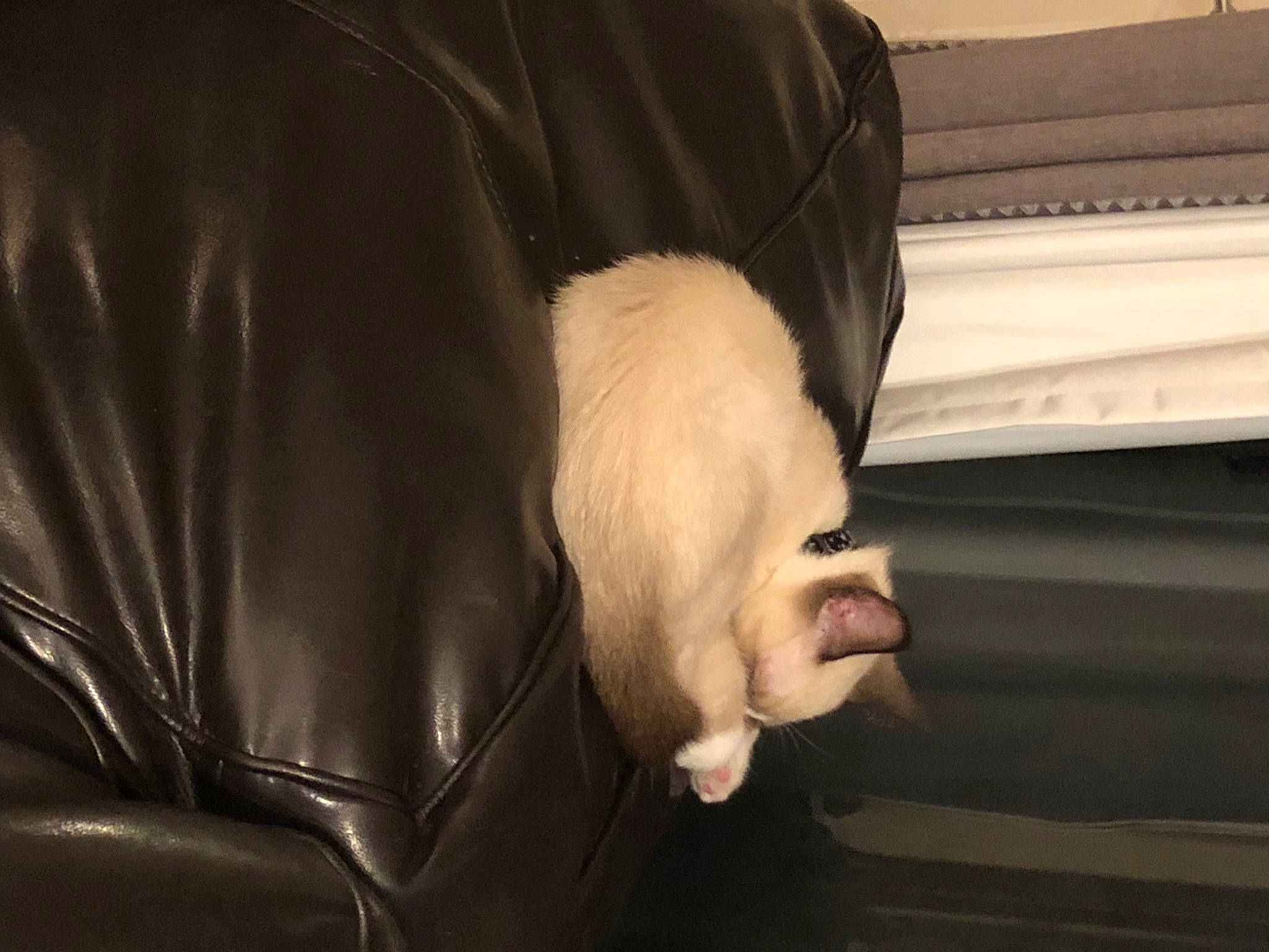 Darwin joined the competition — help win amazing prizes! automotive_design, beard, chair, comfort, eyelash, eyewear, facial_hair, flash_photography, foot, gesture, human_leg, knee, leather_jacket, leg, nail, neck, tints_and_shades, wood, wrinkle, wrist