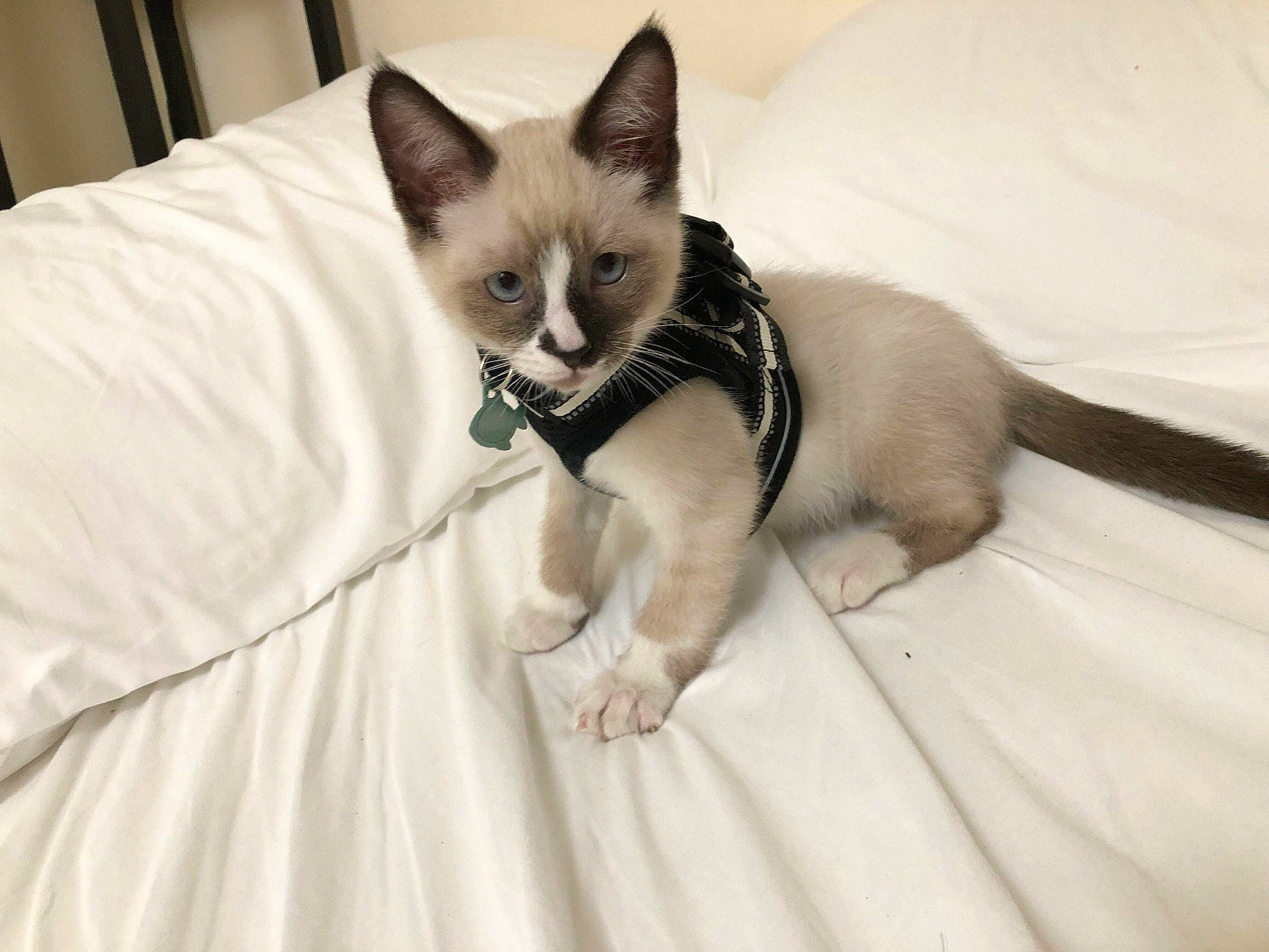 Darwin joined the competition — help win amazing prizes! balinese, carnivore, cat, comfort, domestic_short_haired_cat, eye, fawn, felidae, fur, head, human_body, iris, linens, siamese, sitting, small_to_medium_sized_cats, snout, tail, thai, whiskers