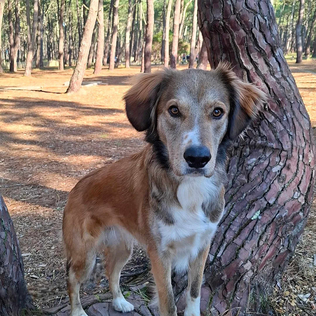 Oréo participe au concours pour gagner de l'argent avec cette photo : animal, background, brown_fur, canine, daylight, dog, ears, eyes, forest, nature, outdoor, scenery, snout, standing, sunlight, tree, tree_root, trunk, white_fur, woods