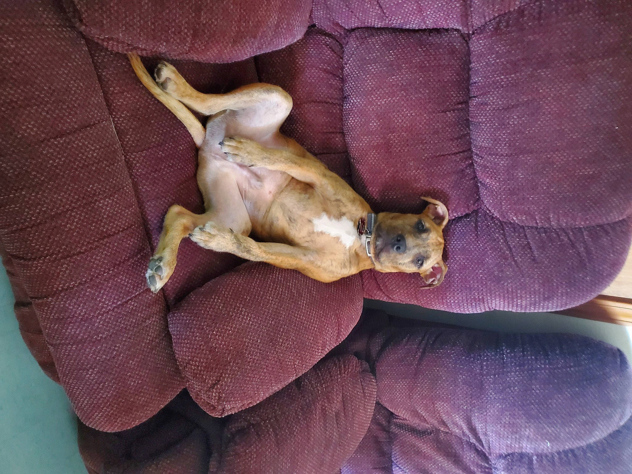 Bubba is registered to the contest to win money with this photo: canidae, carnivore, claw, comfort, companion_dog, couch, dog, dog_breed, fawn, fur, human_leg, linens, nap, paw, snout, sporting_group, tail, toy_dog, wood, working_animal