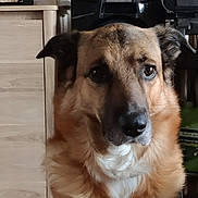 Pako a rejoint le concours — aidez-le/la à gagner de superbes lots ! animal, black, brown, calm, canine, close_up, dog, dressing_table, ears, eyes, fur, furniture, household, indoor, looking, mammal, pet, portrait, snout, white