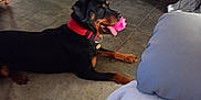 Ginger a rejoint le concours — aidez-le/la à gagner de superbes lots ! animal, black_and_brown, canine, carpet, chewing, collar, couch, dog, domestic, floor, furniture, home, indoor, pet, pink_toy, playful, relaxed, rottweiler, tongue_out, toy