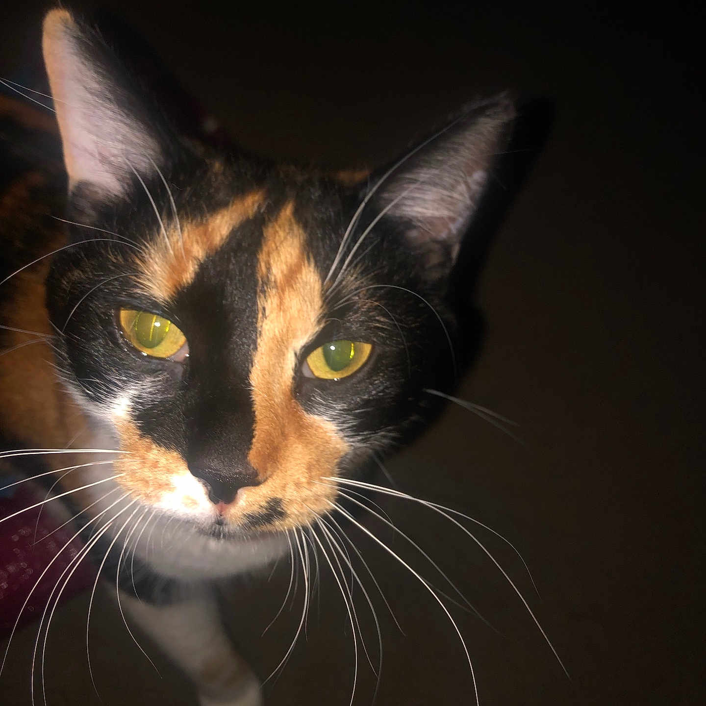 Baby is registered to the contest to win money with this photo: abyssinian, animal, blackcat, bodypart, brasssection, cat, egyptiancat, horn, kitten, manx, mouth, musicalinstrument, person, pet, siamese, snout