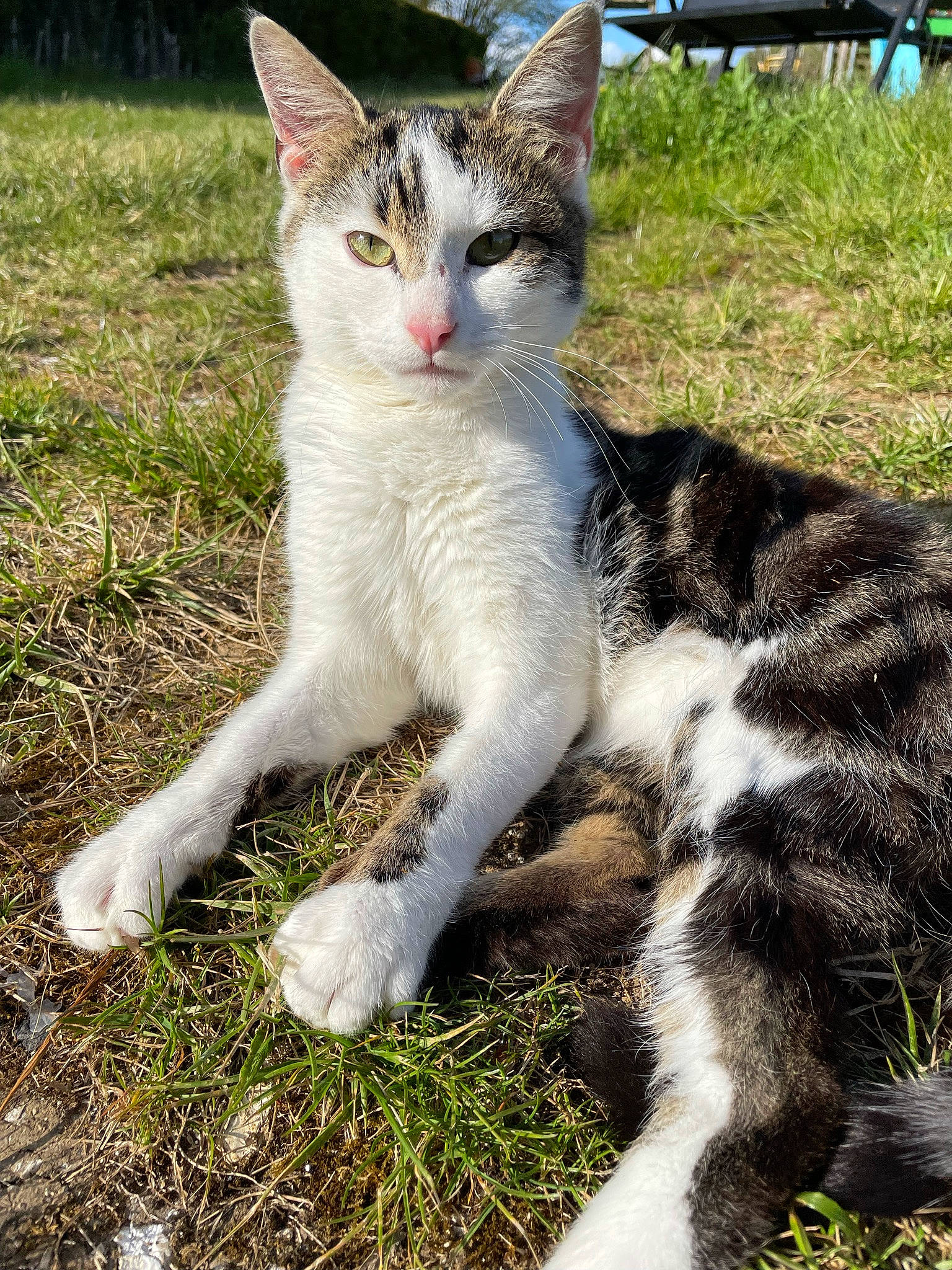 Doc a rejoint le concours — aidez-le/la à gagner de superbes lots ! carnivore, cat, claw, domestic_short_haired_cat, felidae, foot, fur, grass, paw, photo_caption, plant, sitting, small_to_medium_sized_cats, snout, tail, terrestrial_animal, whiskers, wildlife