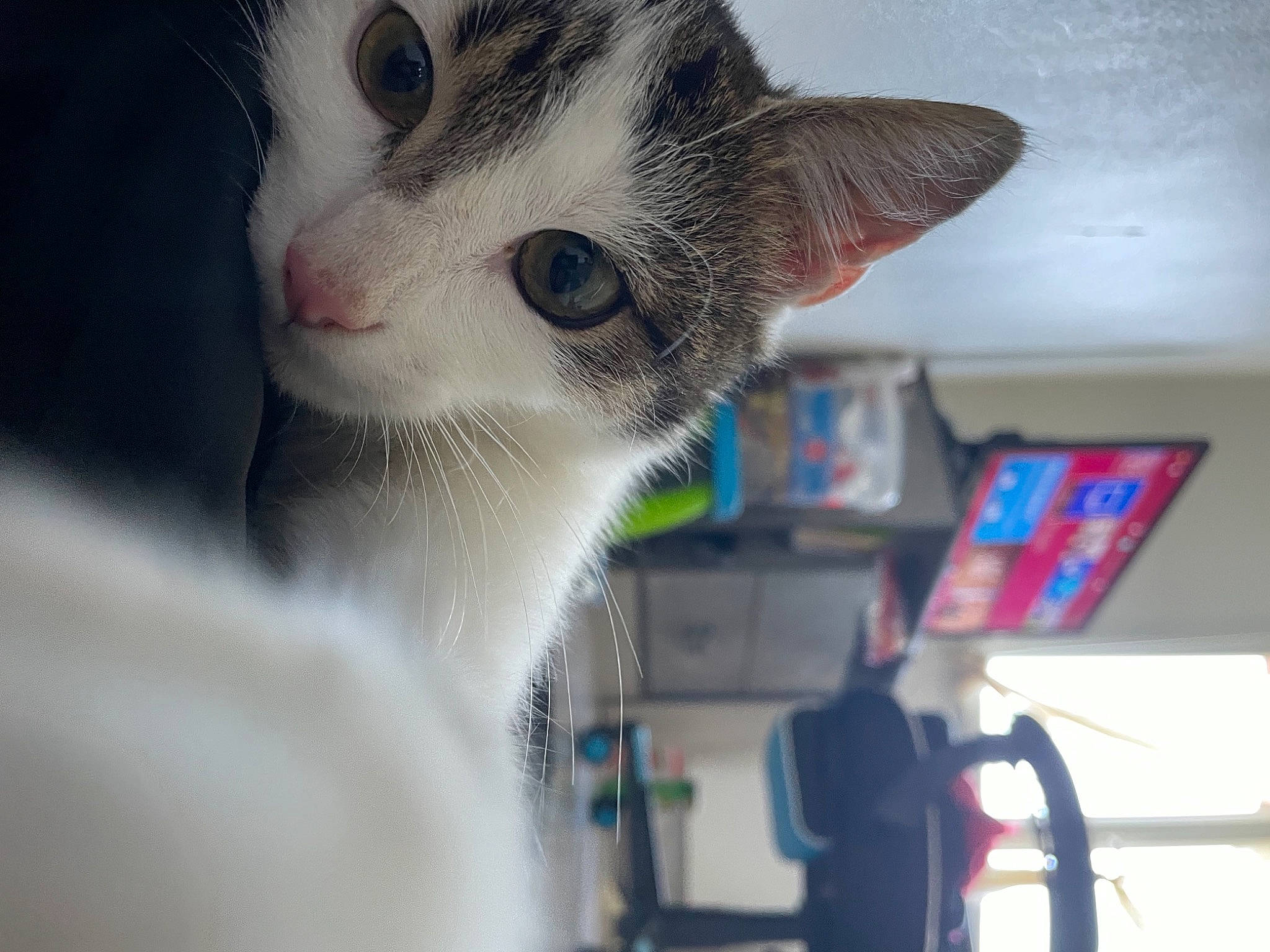 Doc participe au concours pour gagner de l'argent avec cette photo : carnivore, cat, domestic_short_haired_cat, ear, eye, felidae, fur, laptop, paw, small_to_medium_sized_cats, snout, tail, whiskers