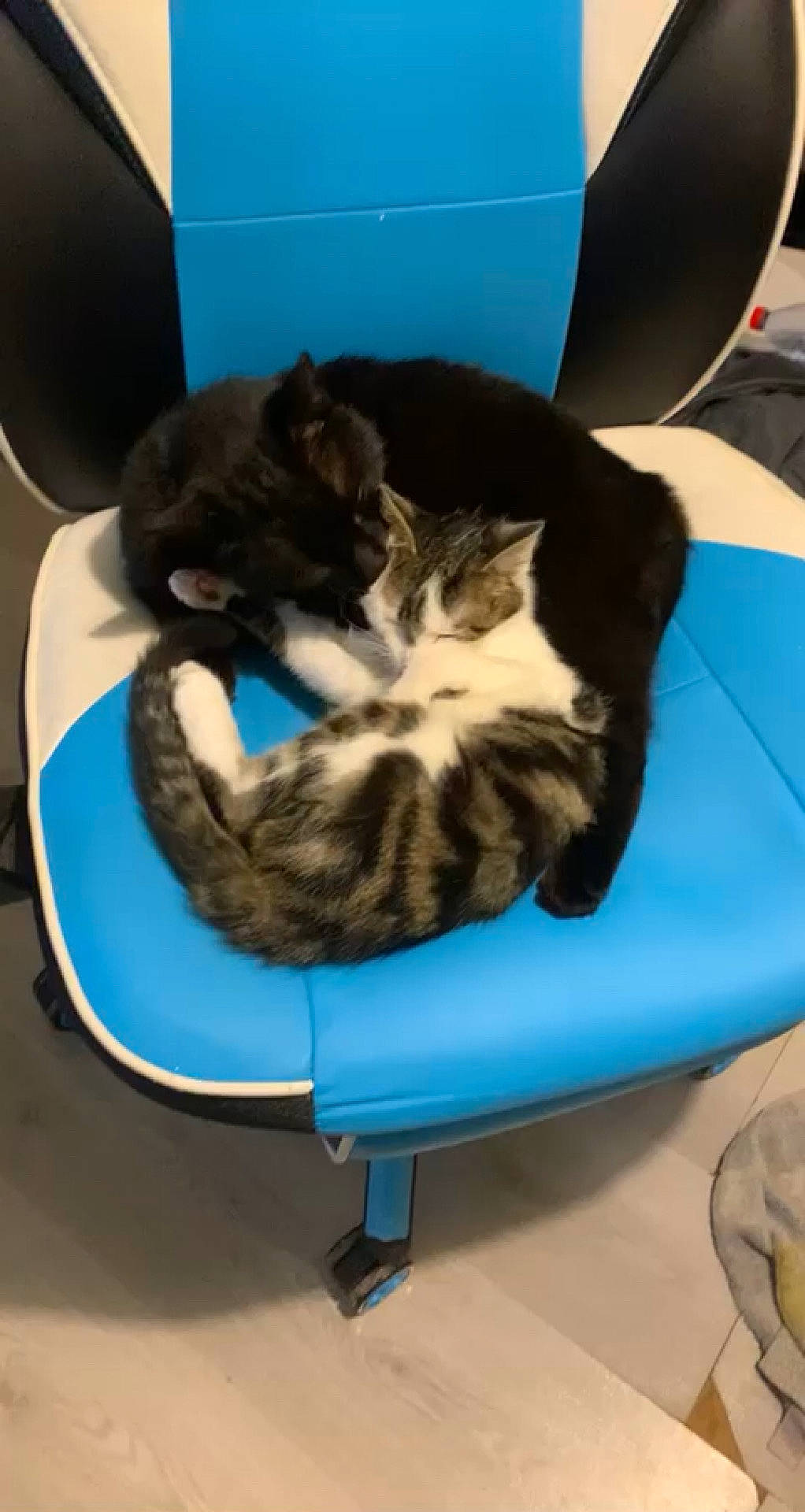 Doc participe au concours pour gagner de l'argent avec cette photo : blue, carnivore, cat, cat_bed, cat_supply, chair, comfort, domestic_short_haired_cat, electric_blue, felidae, fur, paw, pet_supply, small_to_medium_sized_cats, tail, whiskers