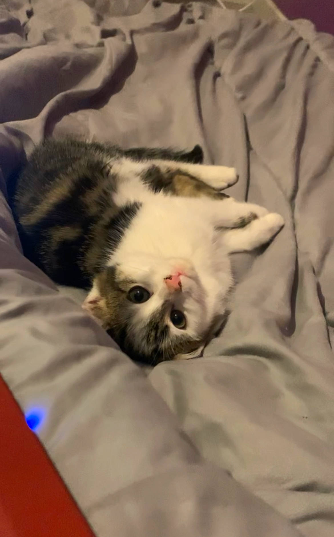 Doc participe au concours pour gagner de l'argent avec cette photo : bedding, carnivore, cat, claw, comfort, dog_breed, domestic_short_haired_cat, duvet, fawn, felidae, fur, linens, nap, paw, sleep, small_to_medium_sized_cats, tail, terrestrial_animal, whiskers