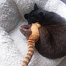 Shadow a rejoint le concours — aidez-le/la à gagner de superbes lots ! cat, black_cat, sleeping, sleepy, pet, animal, feline, plush_toy, stuffed_animal, striped_toy, cuddling, hugging, blanket, soft, cozy, indoors, resting, cute, black_fur, portrait