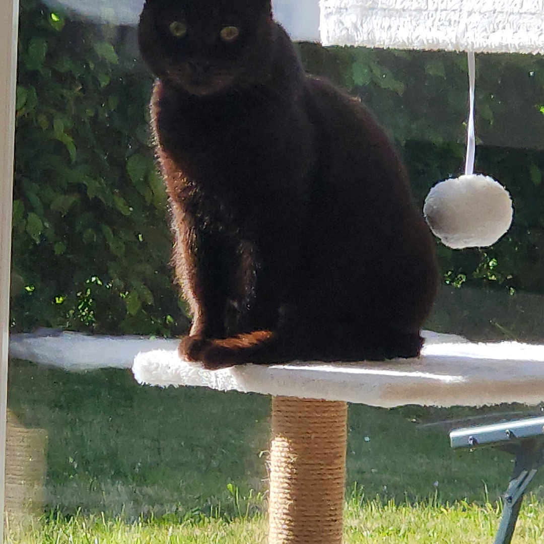 Shadow a rejoint le concours — aidez-le/la à gagner de superbes lots ! cat, black_cat, pet, animal, feline, sitting, perched, scratching_post, cat_tree, toy, pom_pom, outdoor, patio, garden, greenery, sunlight, shadow, fur, portrait, backyard