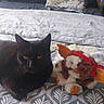 Shadow a rejoint le concours — aidez-le/la à gagner de superbes lots ! cat, black_cat, plush_toy, stuffed_animal, dragon_toy, bed, bedroom, blanket, pillow, bedding, patterned_fabric, indoor, pet, animal, feline, sitting, looking_at_camera, toy, cozy, water_bottle