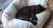 Shadow participe au concours pour gagner de l'argent avec cette photo : cat, black_cat, sleeping, sleepy, curled_up, pet_bed, fluffy, cozy, indoors, home, sunlight, relaxed, resting, furry, animal, whiskers, ears, paws, tail, nap