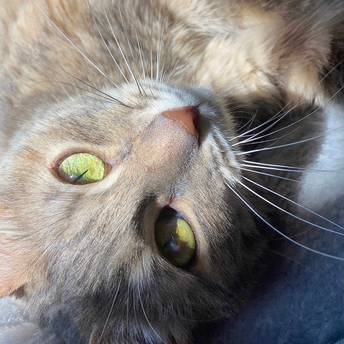 Mia participe au concours pour gagner de l'argent avec cette photo : abyssinian, angora, animal, blackcat, bodypart, brasssection, cat, horn, kitten, manx, mouth, musicalinstrument, person, pet, siamese, sleeping, snout