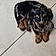 Pixel