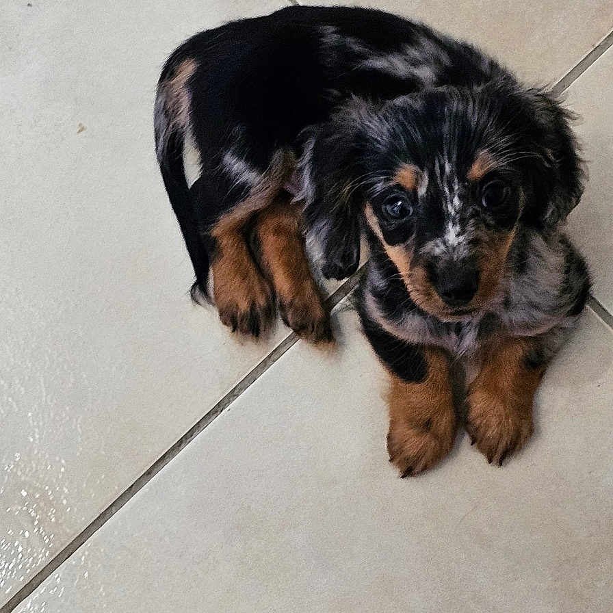 Pixel participe au concours pour gagner de l'argent avec cette photo : puppy, dog, black_and_tan, small_dog, sitting, tile_floor, indoor, pet, canine, floppy_ears, brown_fur, black_fur, white_markings, cute, portrait, looking_at_camera, paws, companion_animal, floor, vertical_photo