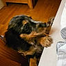 dog, pet, canine, long_hair, black_and_tan, paws, floppy_ears, indoors, bedroom, bed, wooden_floor, furniture, home, cozy, portrait, hanging, playful, funny, warm_lighting, animal
