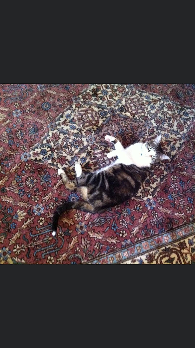 Lazzaro a rejoint le concours — aidez-le/la à gagner de superbes lots ! bengal, carnivore, cat, felidae, fur, kitten, photography, small_to_medium_sized_cats, tabby_cat