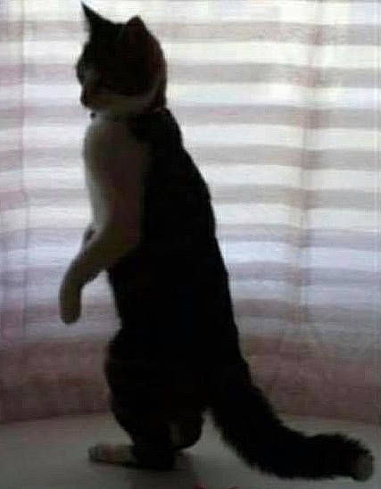 Lazzaro a rejoint le concours — aidez-le/la à gagner de superbes lots ! asian, black_cat, carnivore, cat, felidae, fur, kitten, paw, polydactyl_cat, small_to_medium_sized_cats, tail, whiskers