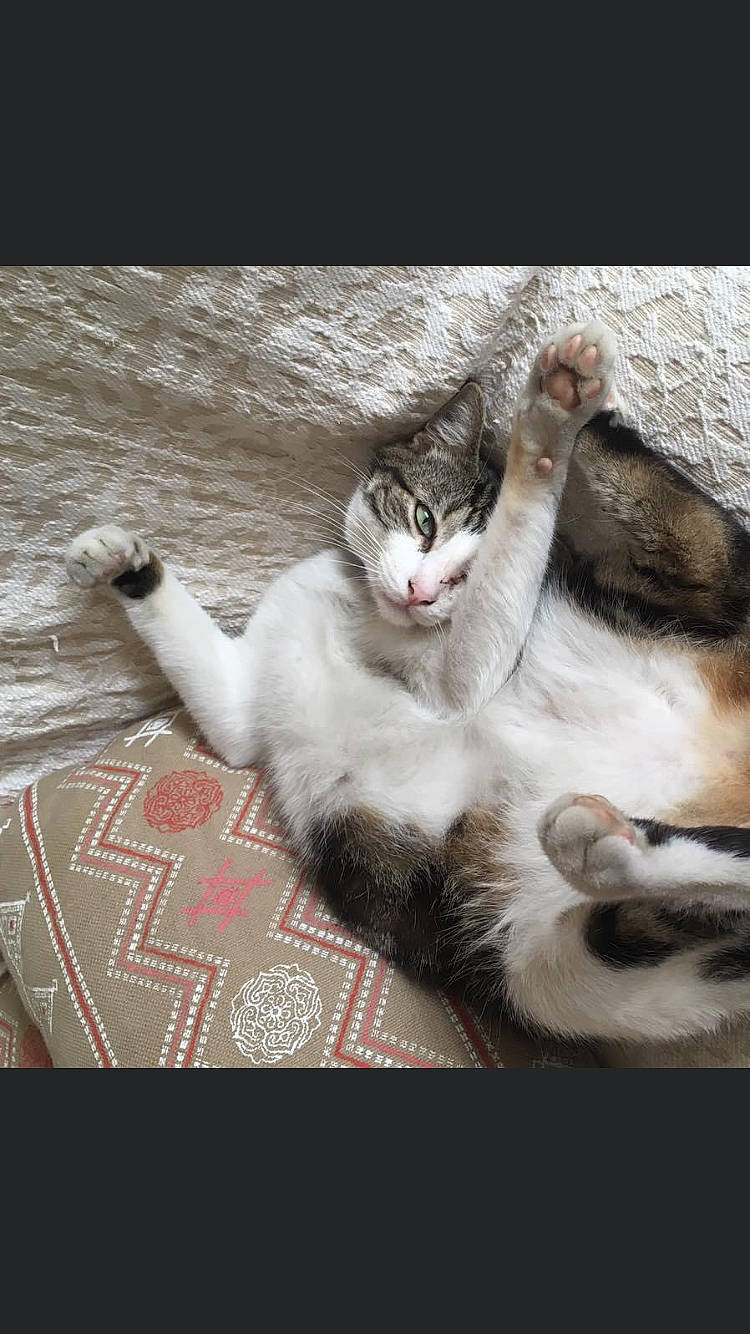 Lazzaro participe au concours pour gagner de l'argent avec cette photo : aegean_cat, american_wirehair, asian, carnivore, cat, domestic_short_haired_cat, european_shorthair, eye, facial_expression, felidae, fur, kitten, paw, photo_caption, photography, polydactyl_cat, small_to_medium_sized_cats, snout, tail, whiskers