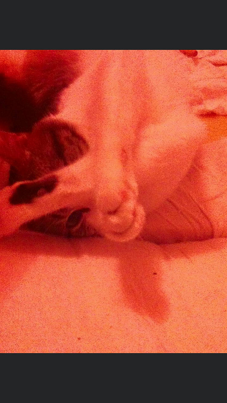 Lazzaro a rejoint le concours — aidez-le/la à gagner de superbes lots ! close_up, flesh, mouth, nose, red