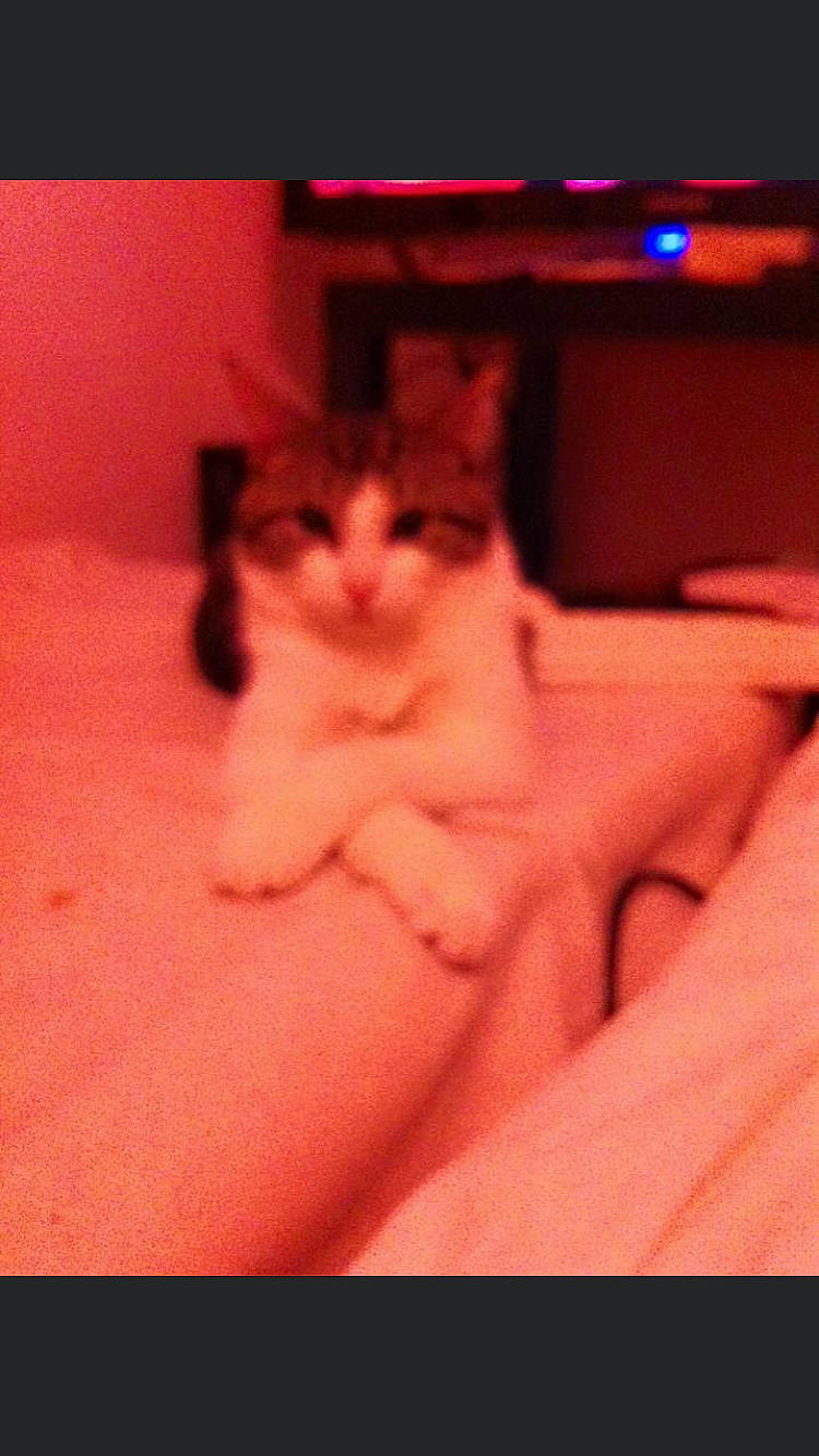 Lazzaro participe au concours pour gagner de l'argent avec cette photo : aegean_cat, asian, carnivore, cat, felidae, kitten, mouth, nose, photography, pink, polydactyl_cat, small_to_medium_sized_cats, snapshot, tail, turkish_van, whiskers