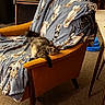 Jovi joined the competition — help win amazing prizes! cat, kitten, pet, animal, feline, sitting, lounging, sleepy, grumpy, indoors, armchair, blanket, cozy, living_room, furniture, carpet, toy, home, portrait, relaxed