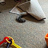 Jovi is registered to the contest to win money with this photo: cat, dog, tail, furry_tail, pet, hidden_animal, scratching_pad, carpet, indoor, home, toy, baby_toy, colorful, floor, furniture, playful, hide_and_seek, household, shadow, photograph