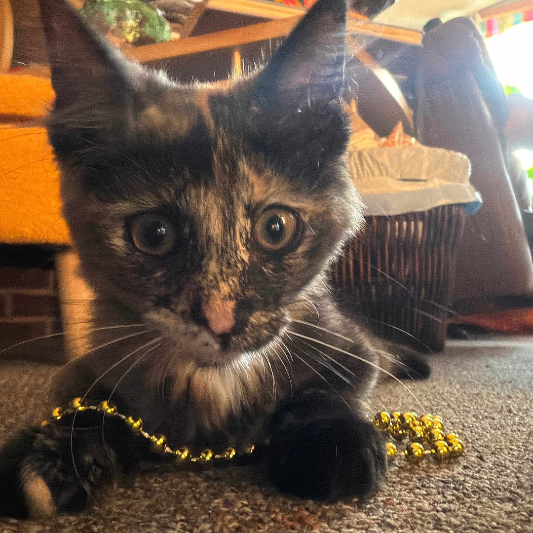 Jovi