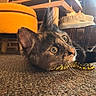 animal, beads, carpet, cat, close_up, cozy, curious, floor, furniture, home, indoor, kitten, orange_stool, person, pet, playing, portrait, tortoiseshell, wicker_basket, wide_eyes