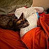 animal, bed, blanket, cat, comfort, cozy, feline, fur, green_blanket, indoor, orange_bedding, pet, quiet, quilt, relaxation, resting_cat, sleeping_cat, soft_texture, tortoiseshell_cat, warm_colors