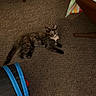 animal, black, blue, carpet, cat, chair, curious, floor, furniture, home, indoor, kitten, pet, playful, red, resting, small, striped, tortoiseshell, towel