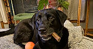 Jovi joined the competition — help win amazing prizes! dog, black_dog, pet, animal, lying_down, indoors, blanket, bed, chew_toy, cigar_shaped_toy, orange_ball, houseplants, monstera, window, chair, home, portrait, looking_at_camera, black_fur, cozy
