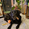 dog, black_dog, pet, animal, lying_down, indoors, blanket, bed, chew_toy, cigar_shaped_toy, orange_ball, houseplants, monstera, window, chair, home, portrait, looking_at_camera, black_fur, cozy
