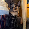 animal, carpet, cat, closeup, curious, cute, domestic_cat, ears, floor, furniture_leg, indoor, kitten, looking, pet, small, tortoiseshell, whiskers, wooden_table, yellow_chair, young