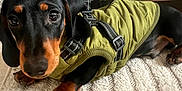 Kyoto participe au concours pour gagner de l'argent avec cette photo : dog, dachshund, pet, animal, canine, black_and_tan, jacket, green_jacket, lying_down, carpet, indoor, cute, small_dog, looking_up, ears, fur, paws, texture, cozy, closeup