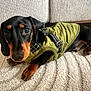 dog, dachshund, pet, animal, canine, black_and_tan, jacket, green_jacket, lying_down, carpet, indoor, cute, small_dog, looking_up, ears, fur, paws, texture, cozy, closeup