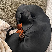 Kyoto a rejoint le concours — aidez-le/la à gagner de superbes lots ! dog, dachshund, curled_up, sleeping, black, brown, pet, animal, cozy, carpet, blanket, resting, fur, paw, tail, indoors, cute, small_dog, canine, quiet