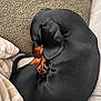 dog, dachshund, curled_up, sleeping, black, brown, pet, animal, cozy, carpet, blanket, resting, fur, paw, tail, indoors, cute, small_dog, canine, quiet