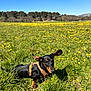 dog, dachshund, grass, field, wildflowers, yellow_flowers, blue_sky, sunny, outdoor, nature, meadow, pet, animal, canine, ears, leash, greenery, trees, landscape, daytime