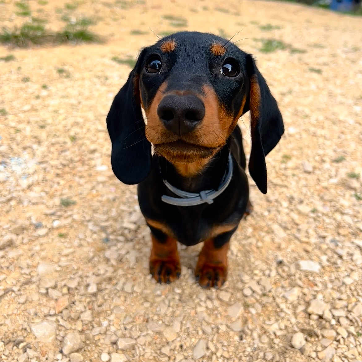 Kyoto a rejoint le concours — aidez-le/la à gagner de superbes lots ! animal, black_and_brown, collar, curious, cute, dachshund, daylight, dog, ears, eyes, fur, gravel, looking_up, nature, nose, outdoor, pet, puppy, small_dog, standing