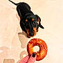 dog, pet, animal, black_and_tan, dachshund, looking_up, food, bagel, hand, floor, tile, indoor, cute, curious, small_dog, waiting, snack, sesame_seeds, shadow, human