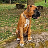 Akira a rejoint le concours — aidez-le/la à gagner de superbes lots ! dog, boxer, puppy, pet, animal, sitting, outdoor, park, forest, woodland, tree, grass, leaves, rock, moss, collar, portrait, profile, brown_fur, black_muzzle