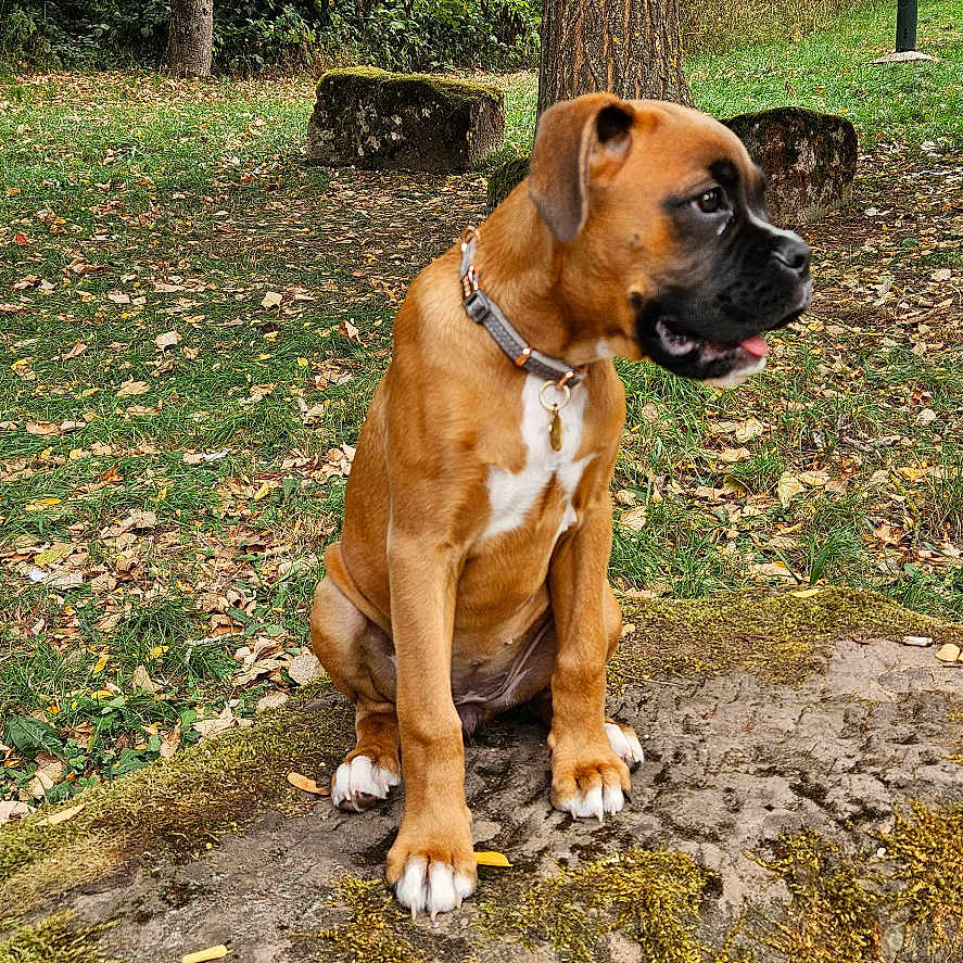 Akira