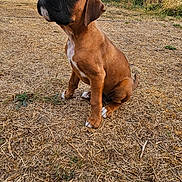 Akira a rejoint le concours — aidez-le/la à gagner de superbes lots ! boxer_puppy, dog, puppy, sitting, outdoor, yard, dry_grass, brown_coat, black_muzzle, white_chest, floppy_ears, pet, canine, portrait, village, house, red_roof, grass, daylight, animal