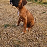 boxer_puppy, dog, puppy, sitting, outdoor, yard, dry_grass, brown_coat, black_muzzle, white_chest, floppy_ears, pet, canine, portrait, village, house, red_roof, grass, daylight, animal
