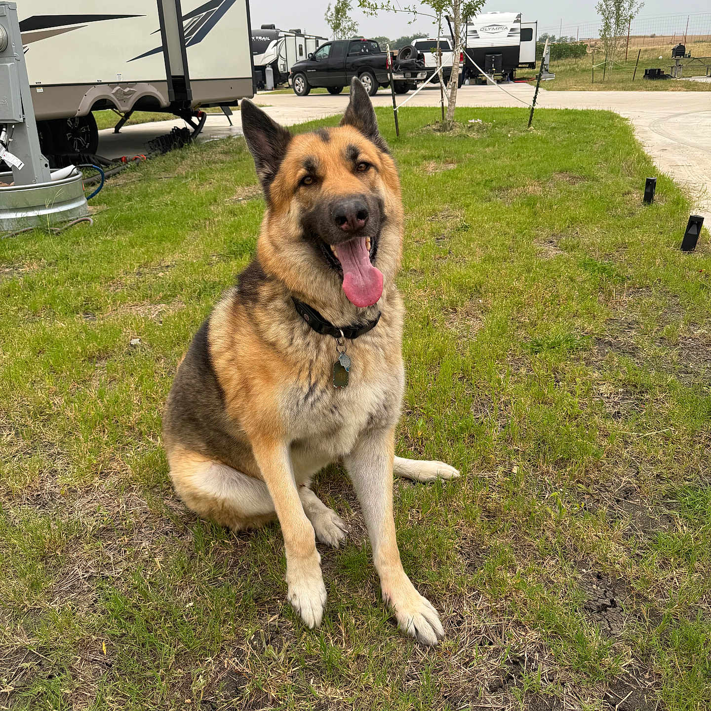 Saint is registered to the contest to win money with this photo: animal, architecture, bicycle, building, bus, canine, dog, germanshepherd, grass, machine, outdoors, person, pet, pickuptruck, plant, transportation, truck, van, vehicle, wheel
