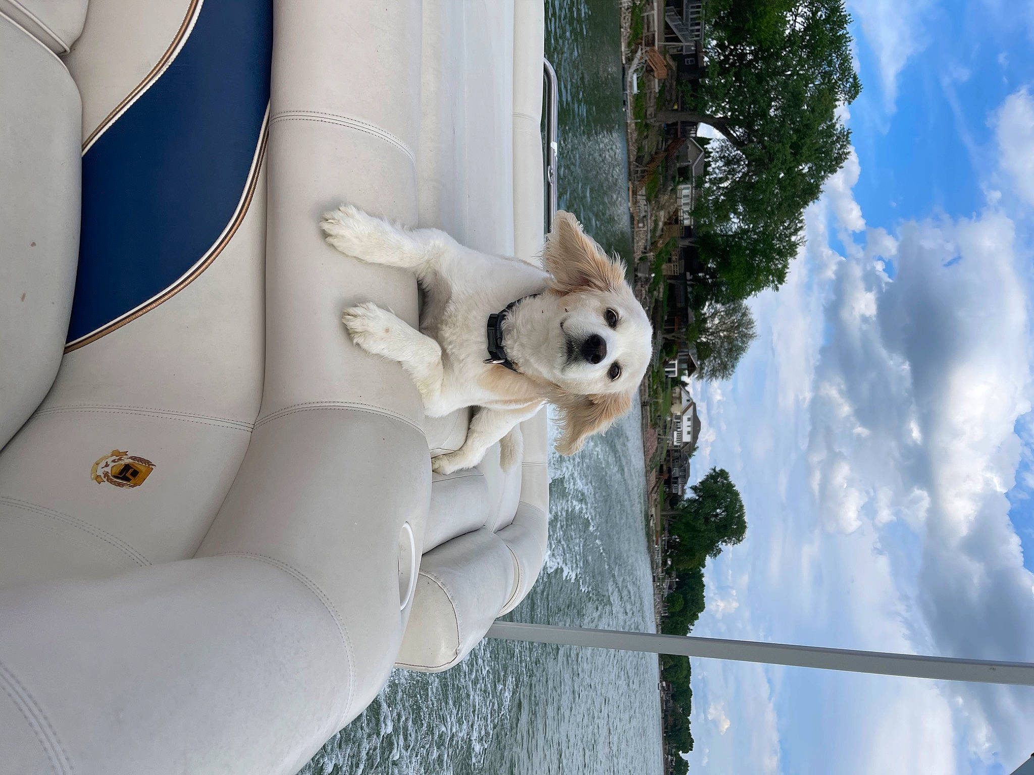 Jilly is registered to the contest to win money with this photo: beauty, blue, boat, carnivore, cloud, comfort, companion_dog, daytime, dog, fence, fun, leisure, lifejacket, recreation, sky, stairs, tree, water, white, winter